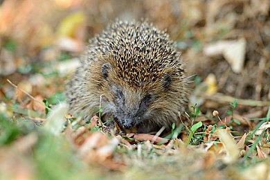 《卧龙》为何移除耐力条？厂商：中国功夫讲究流畅